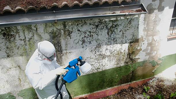 Trusted Black Mold Removal service in Williamsburg, MI - Cheap Mold Removal